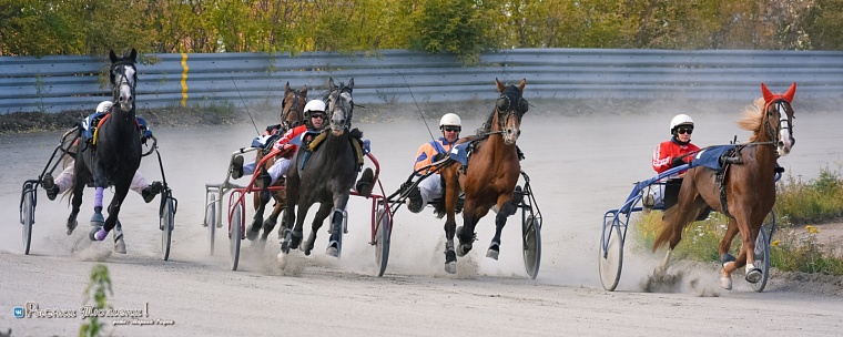 Впервые в Тюмени пройдет большой конно-спортивный фестиваль "Орловский фаворит"