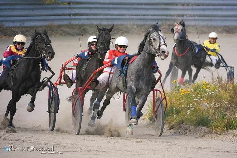 Впервые в Тюмени пройдет большой конно-спортивный фестиваль "Орловский фаворит"