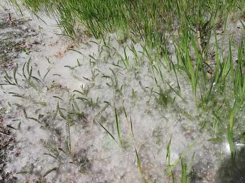 Маска поможет защититься от тополиного пуха