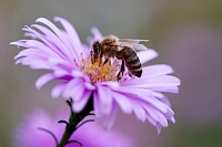 Что делать тюменцам при укусе пчелы