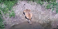 В Приморском крае выбирают имя для тигрицы