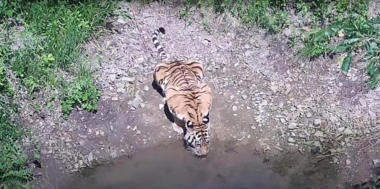 В Приморском крае выбирают имя для тигрицы