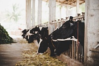Крупный рогатый скот в Тюмени реже болеет лейкозом