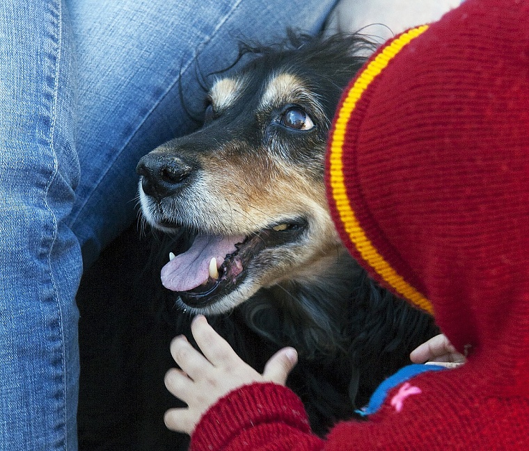 Заводчица из Сургута устроила в квартире «собачий ад»