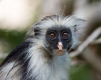 Оспа обезьян: что известно о болезни и высок ли риск заразиться?