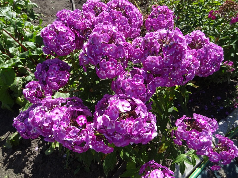 Какую рассаду можно посадить в январе: советы тюменского агронома