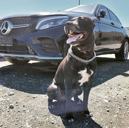 Тюменец завел своему питбулю аккаунт в TikTok и собрал три миллиона лайков