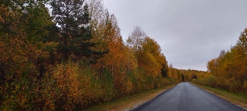 Народные приметы: гуси летят - зиму на хвосте несут