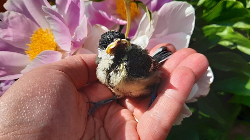 Вы нашли птенца: что делать? Инструкция для тюменцев