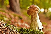 Народные приметы: на Тита идут в лес по грибы