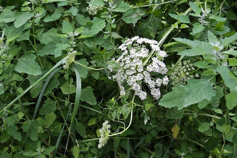 В любимой роще тюменцев не удается победить опасное для людей растение