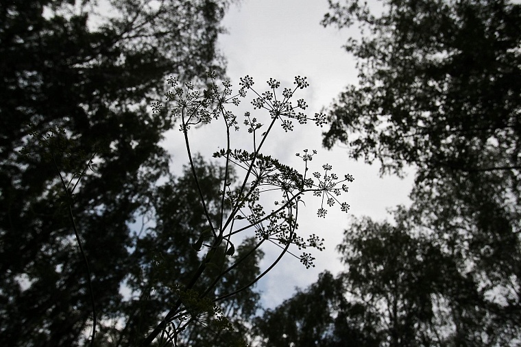 В любимой роще тюменцев не удается победить опасное для людей растение