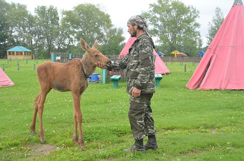 Лосенок Нюша, которую приютили под Тобольском, выросла до 45 кг