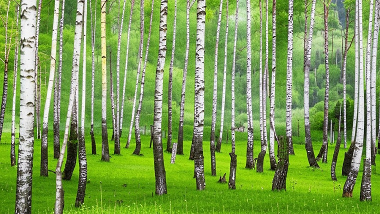 Миссия выполнима: как справиться с весенней аллергией