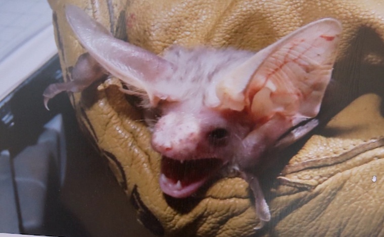 Новые открытия. Тюменские ученые две недели изучали летучих мышей в Казахстане