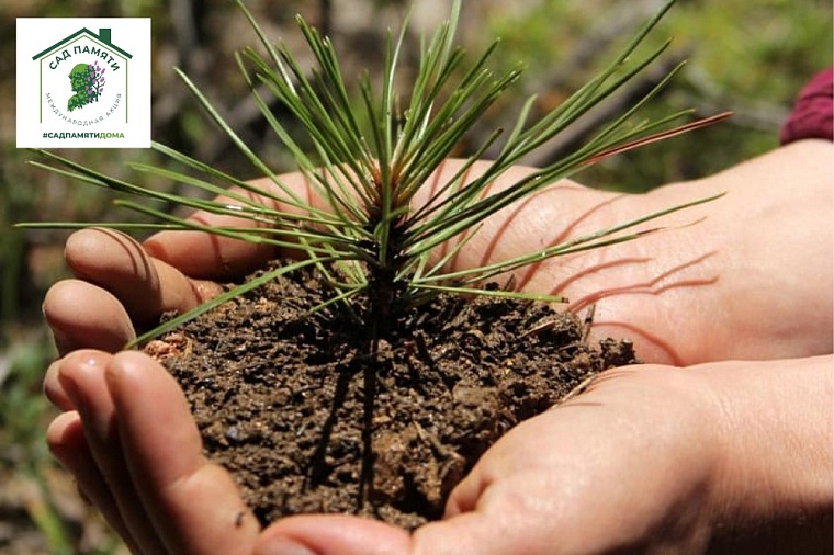 Акция "Сад памяти" пройдет в Тюменском районе