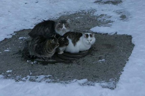 Каково кошкам зимой на улице: комментарий эксперта