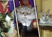 В кошачьем приюте в Тюмени заболели десятки животных
