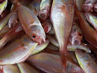 Роспотребнадзор снял с тюменских прилавков более 500 кг рыбы и рыбных продуктов