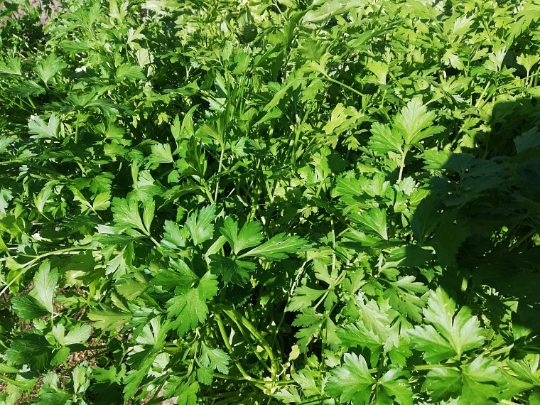 Тюменцам советуют садить на дачах укроп с кинзой для привлечения полезных жуков