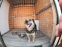 В Ишиме начал работать муниципальный приют для бездомных животных