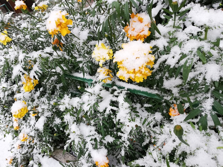 В ближайшие ночи в Тюменской области прогнозируют заморозки до -5 градусов