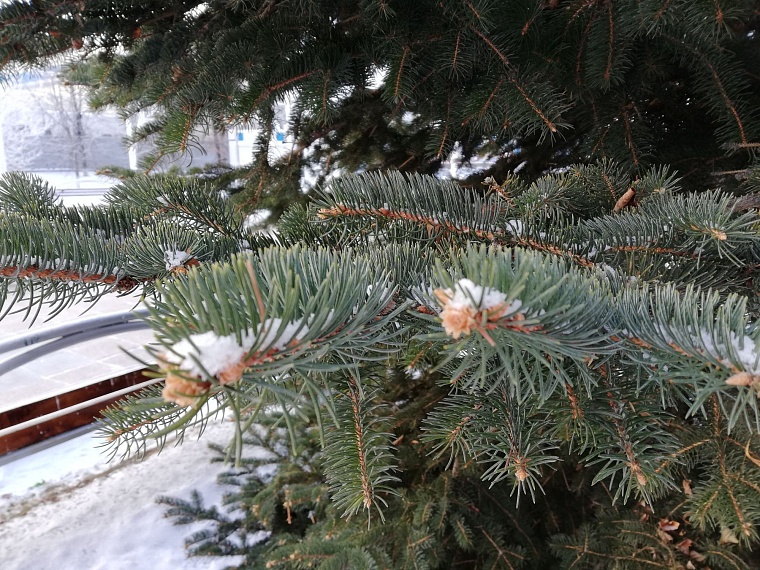 До 18 м/с: тюменцев предупреждают об усилении ветра