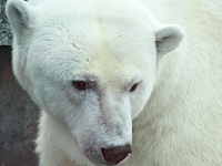 Ямальские ученые приняли участие в спасении белой медведицы с застрявшей банкой во рту