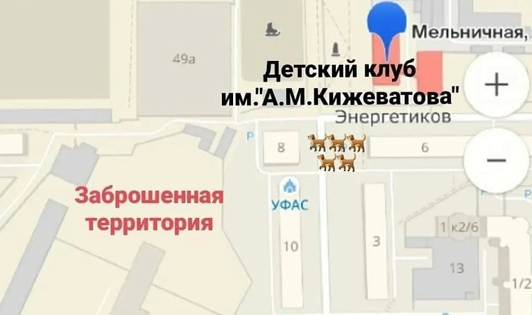 Дети боялись выйти из клуба из-за стаи бродячих собак