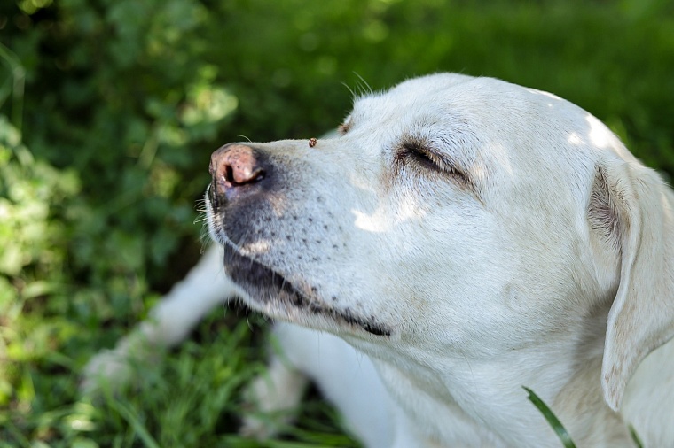 Почему не работают штрафы за самовыгул собак? Комментарий зоозащитника
