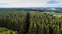Почти 7 тыс. га леса планируется восстановить в Тюменской области в этом году