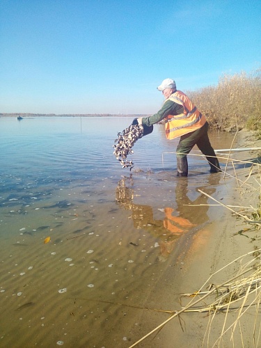 170 тысяч молодых карпов выпустили в озеро Андреевское под Тюменью