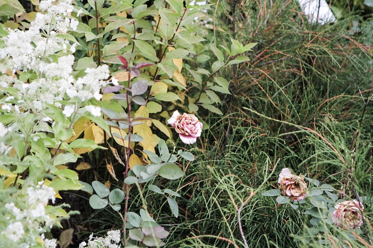 Народные приметы: пришел Ларион - дурную траву из поля вон