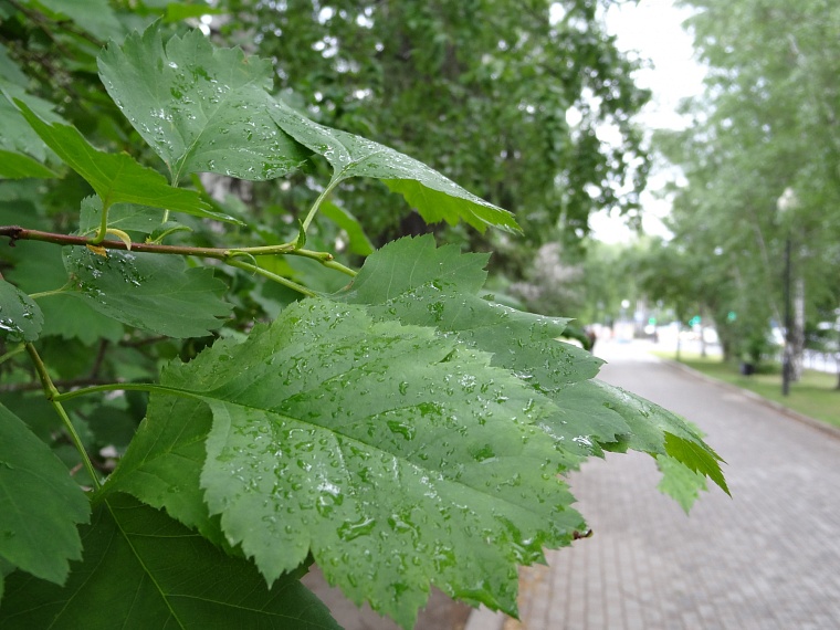 Народные приметы на 6 июля: радуга после дождя - к долгой сырости