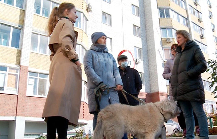 В тюменских дворах травят бездомных собак