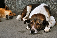 В Тюмени составили список улиц, на которых будут ловить бродячих собак