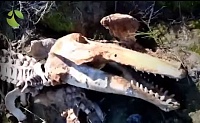 Крокодил — не крокодил. Удивительную находку обнаружил ямальский рыбак