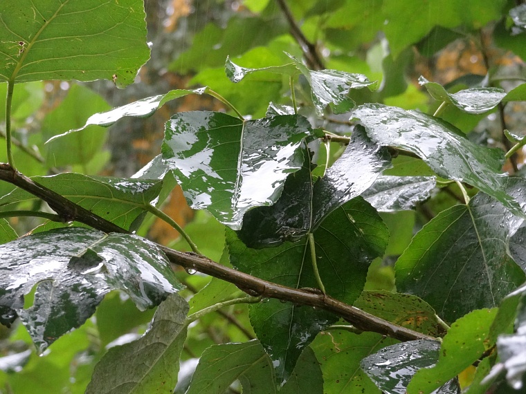 Народные приметы: гром сегодня - к долгому ненастью