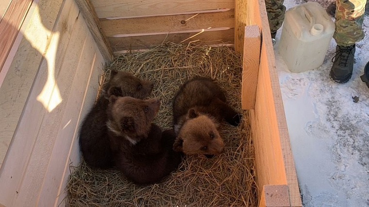 Тюменским медвежатам отвели лесные владения в Центре спасения