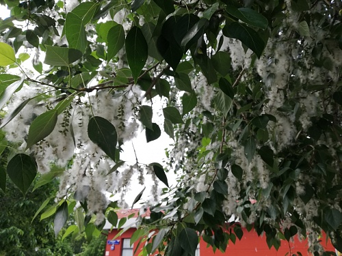 Как пережить тополиный пух, если есть аллергия