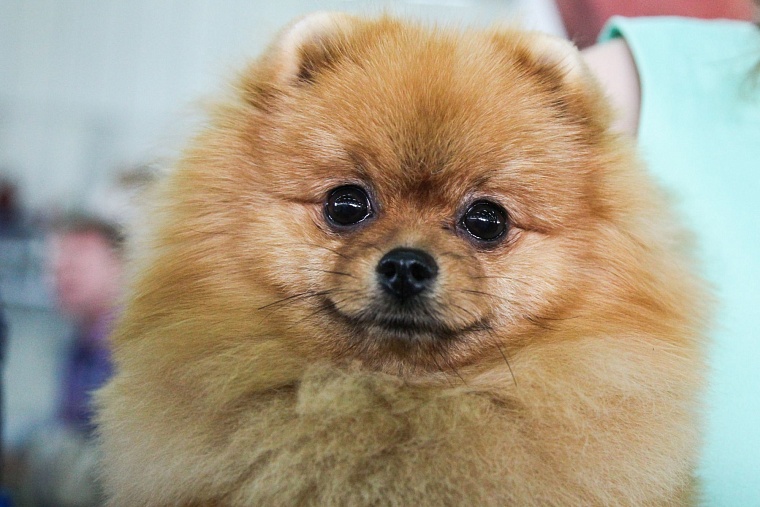 Рецепт правильного приготовления хорошей собаки