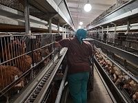 Боровская птицефабрика с нового года выходит на проектную мощность