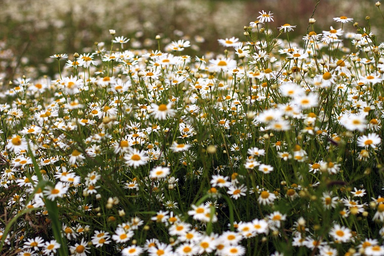 В День семьи, любви и верности жители Ишима погадают на ромашке на семейное счастье