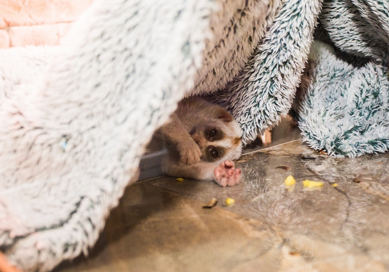 Зоопитомник "У Лукоморья" в Тюмени объявил о пополнении у лемуров Лори