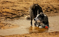 Какие риски несет для собак вода из водоемов