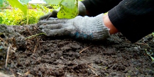 Тепличные томаты и скороспелые перцы: тюменцам рассказали, какие культуры сажать в марте