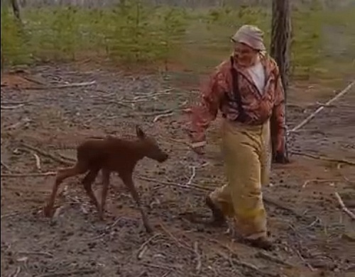Под деревней Криводанова пожарные спасли от огня лосенка