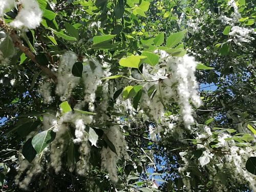 Екатеринбург намерен освободиться от тополей с пухом за 15 лет