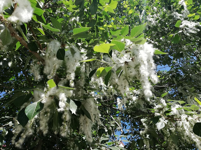 Екатеринбург намерен освободиться от тополей с пухом за 15 лет