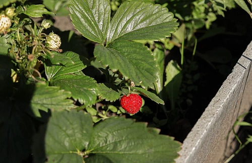Как правильно провести весенний уход за клубникой